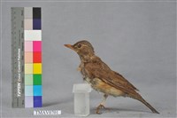 藏品(白眉鶇)的圖片